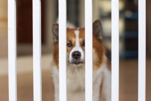 5 Reasons To Install A Dog Gate In Your Home