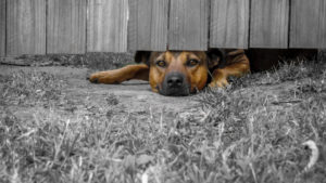 Expert Tips On How To Stop A Dog From Digging Under A Fence