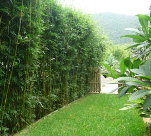 Living Privacy Fence Bamboo Hedge