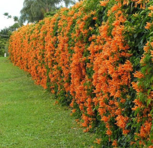 Living Privacy Fence Flame Vine Hedge