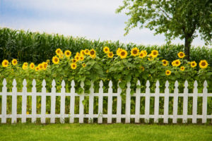 Living Privacy Fence Sunflowers