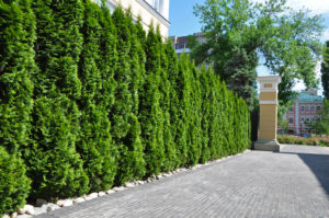 Living Privacy Fence Thuja Trees