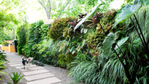 Living Privacy Fence Tropical Lush Hedge