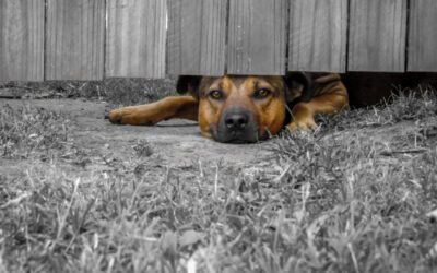 How To Stop A Dog Digging Under Your Fence