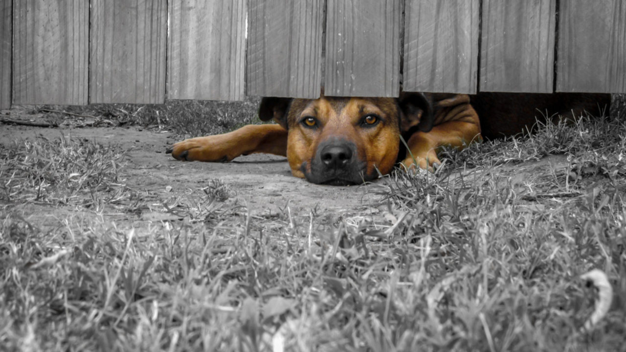 Neighbours dog digging under fence best sale