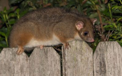 How to stop possums walking on fence