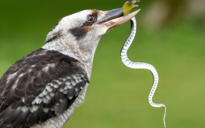 How To Create A Snake Proof Fence & Yard To Protect Your Family